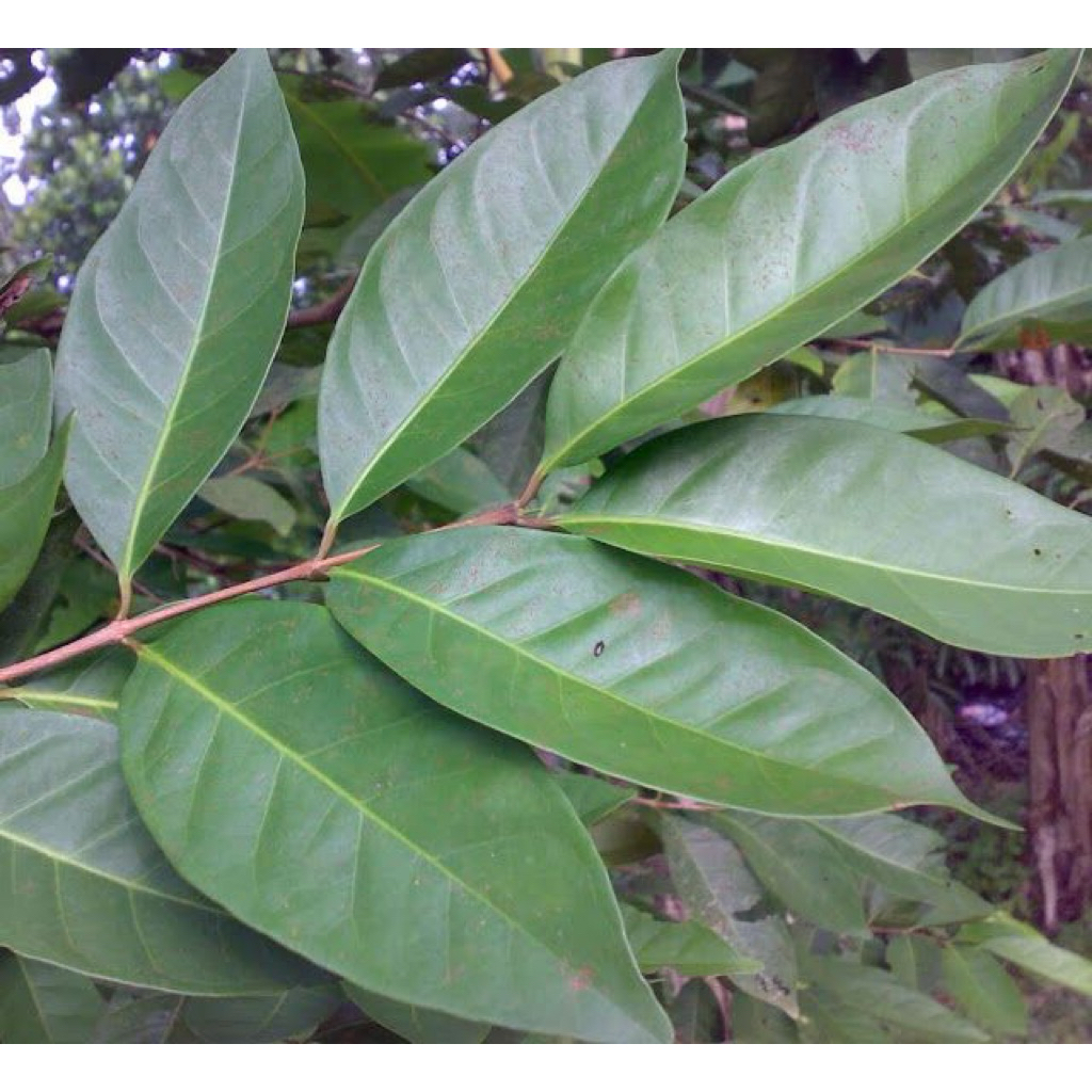 

DAUN SALAM LEBAR KHAS KALIMANTAN