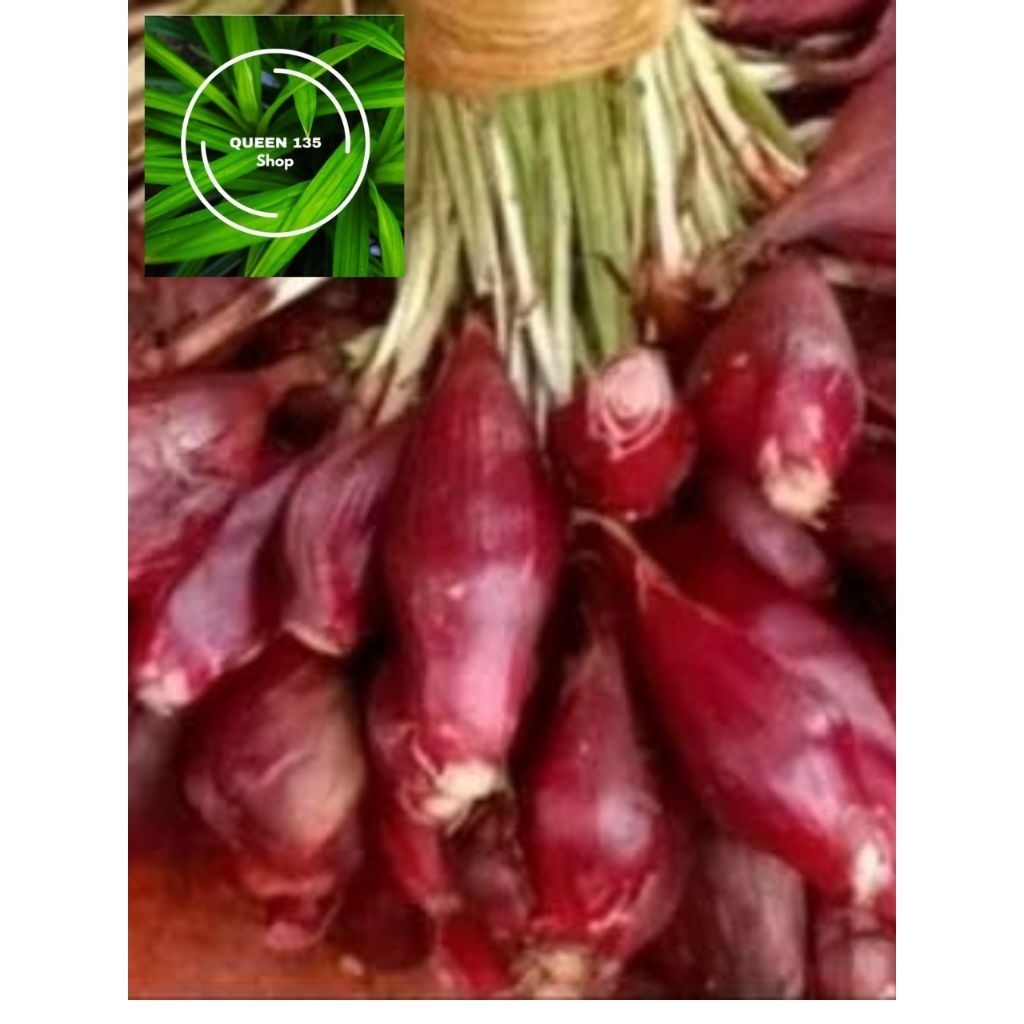 

bawang dayak segar paket irit&hemat siap kirim 500,GRM