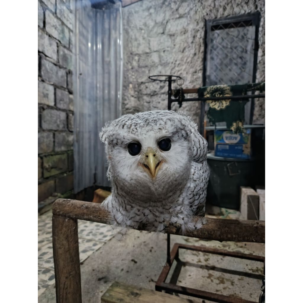 BUBO SUMATRANUS PUTIH BRANCHER ANAKAN