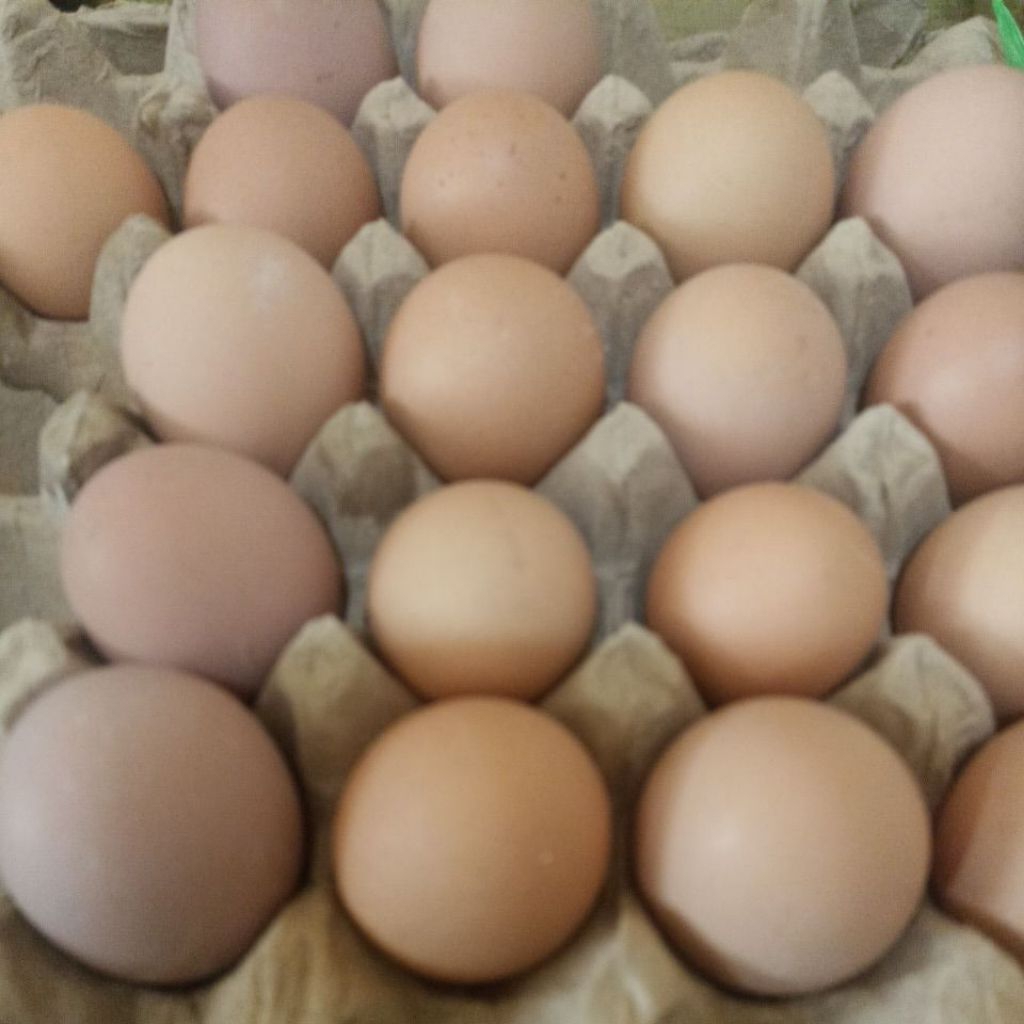 

Telur Ayam Omega Cream Super Premium | Telur Sehat Untuk Keluarga | Omega 3 Tinggi