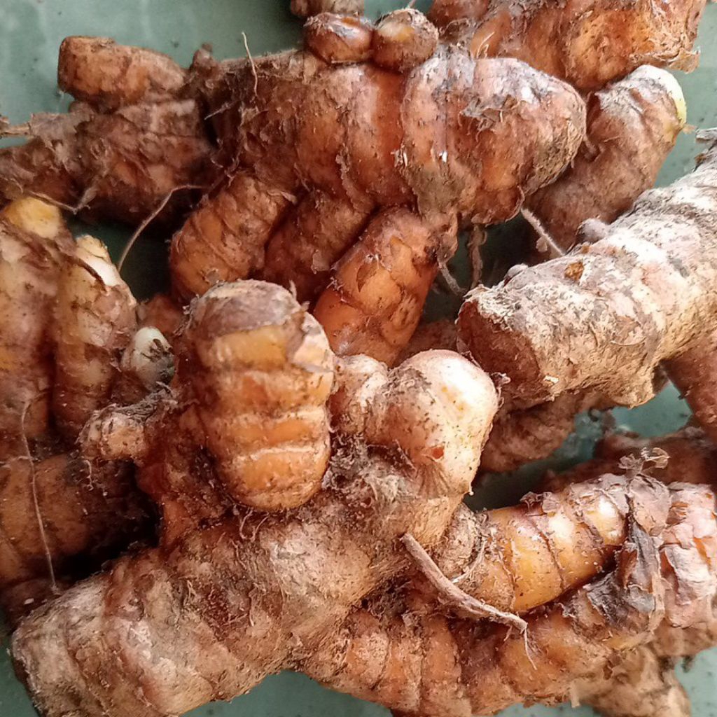 

Kunyit Tua Kunyit Segar Untuk Bumbu Masak 500gram