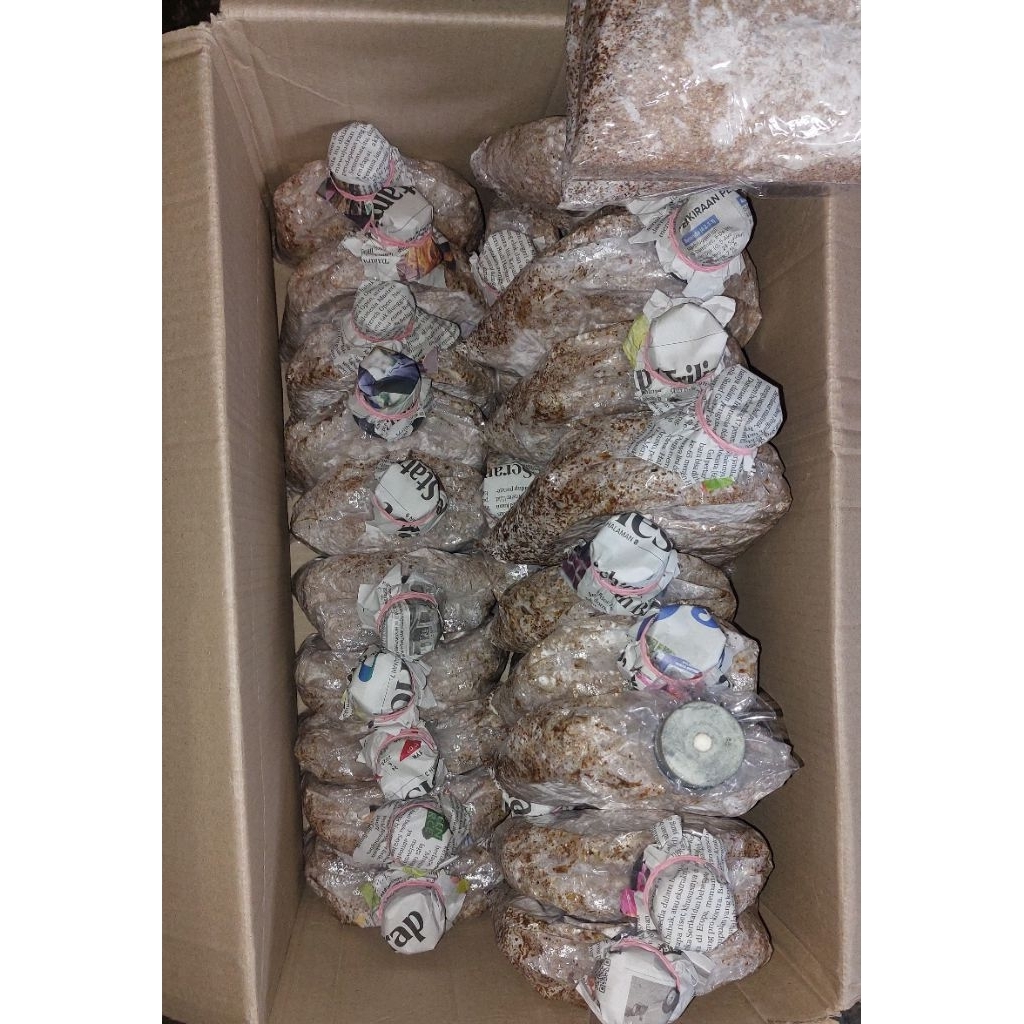 bibit jamur tiram f2