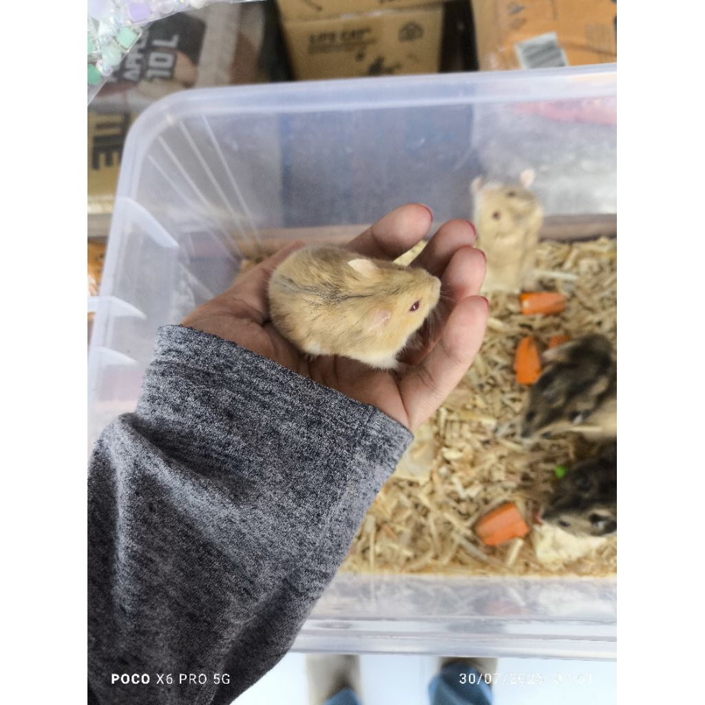 hamster winter white