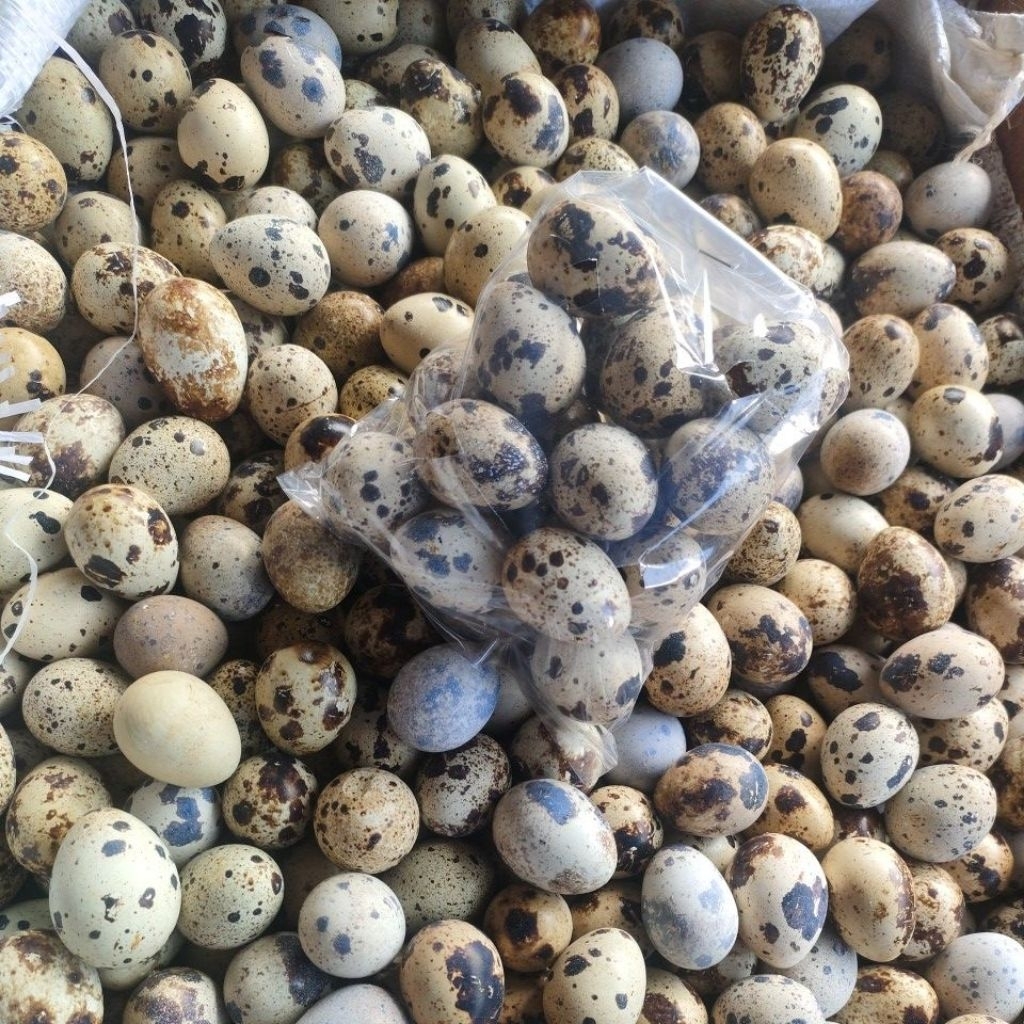 

Telor Puyuh / Telur Puyuh