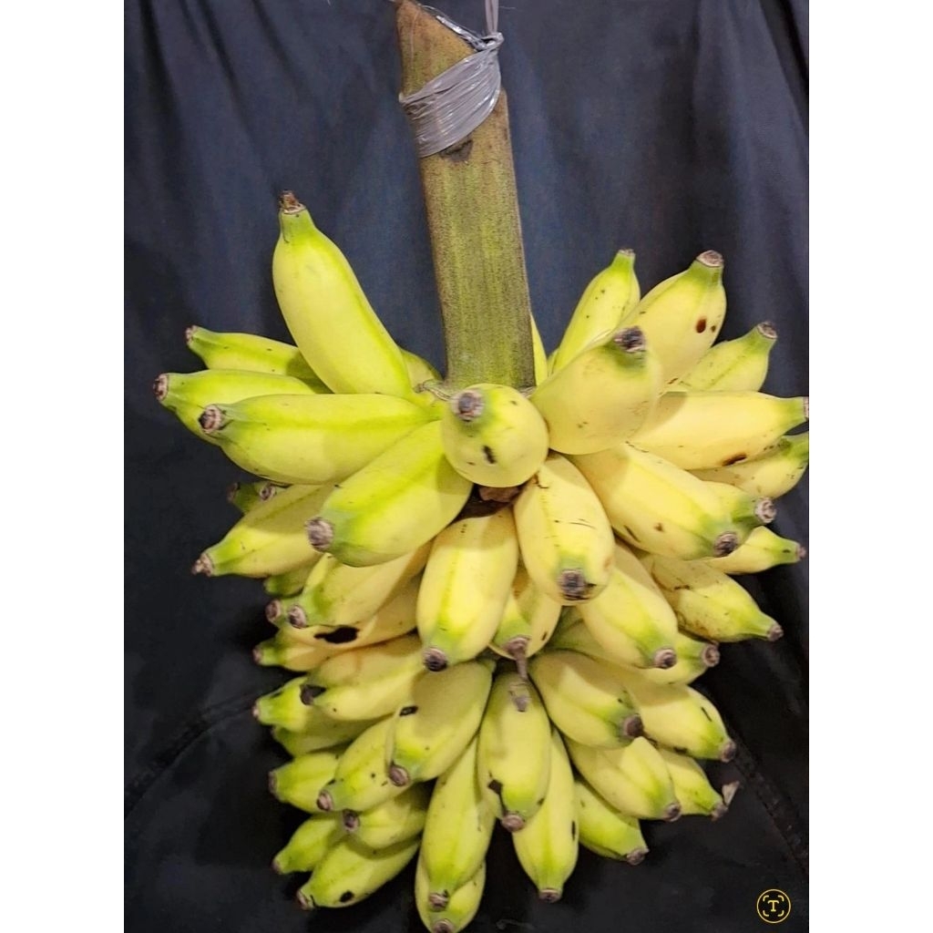 

pisang muli atau pisang lampung