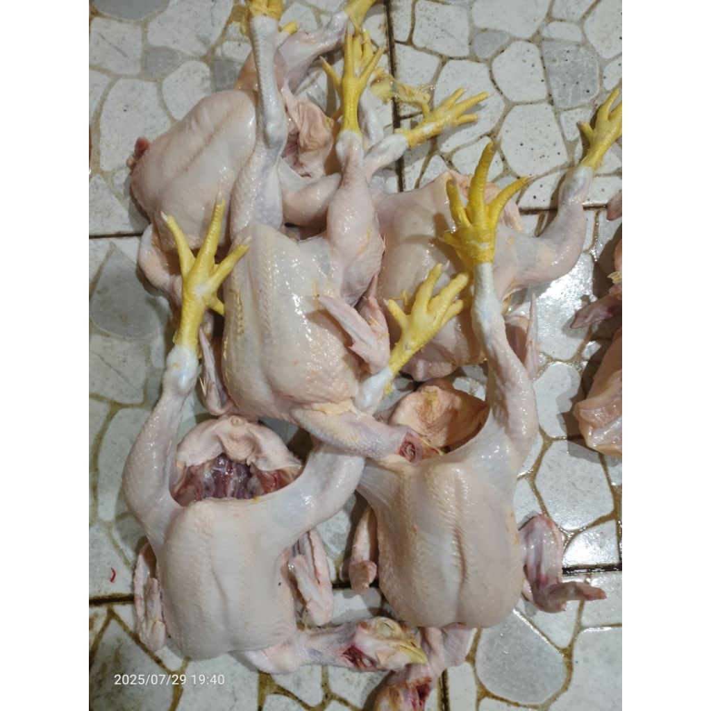 

Ayam potong broiler ukuran hidup 1,3kg + Ati ampela fresh