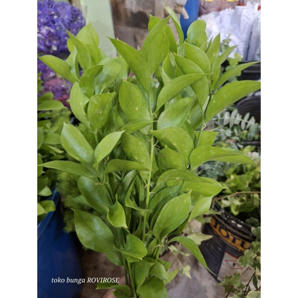 

daun ruskus fresh dan segar daun asli