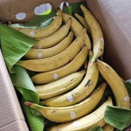 

Buah pisang tanduk bogatani Australia pisang tanduk madu | pcs