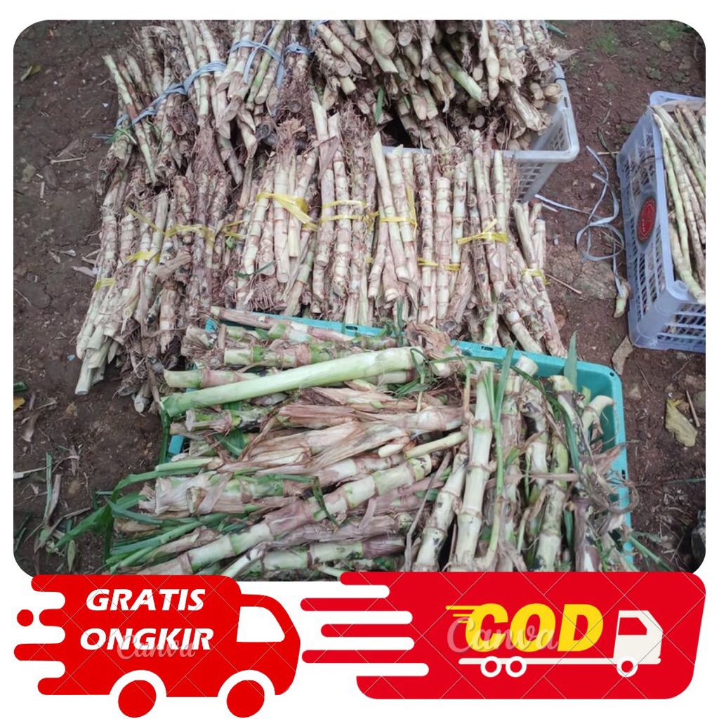 Stek Rumput Odot Super 1kg - Rumput Odot Pakan Sapi