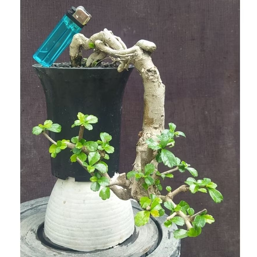bonsai hokianti / hokiantea program cascade mame cakep realpict + pot