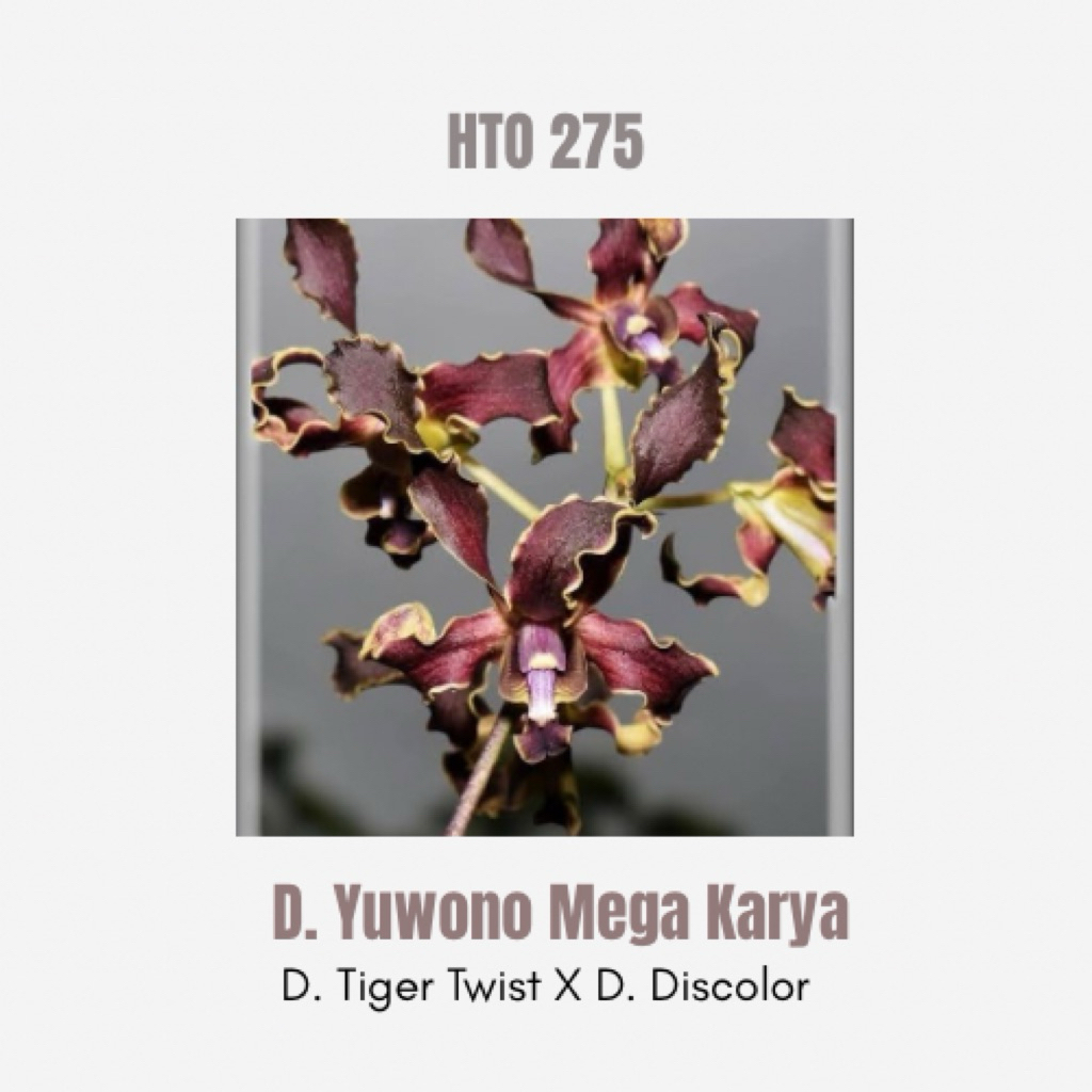 Dendrobium Yuwono Mega Karya Remaja Tanaman Anggrek