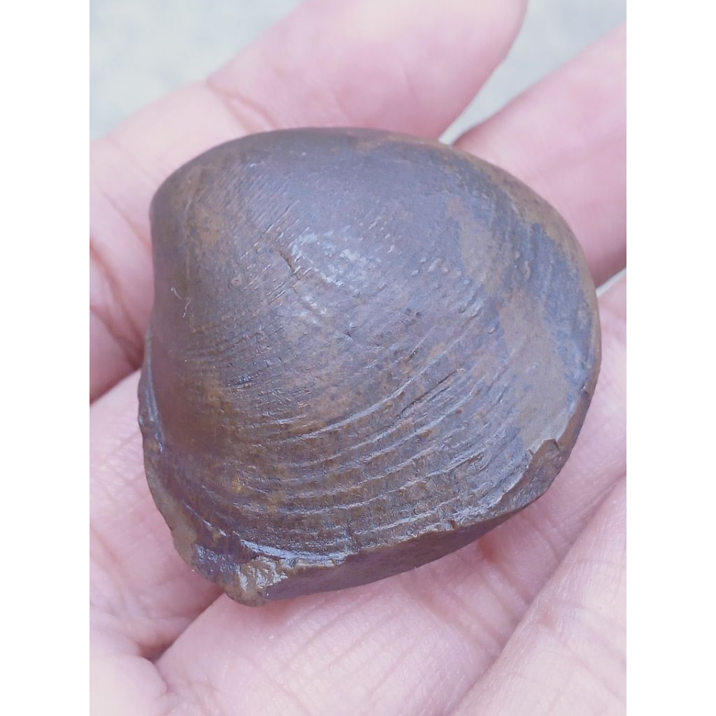 Batu Fosill Kijing Bungkem Antik