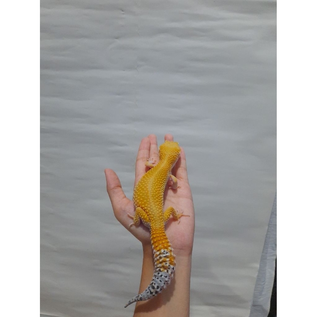 Gecko SHTCT
