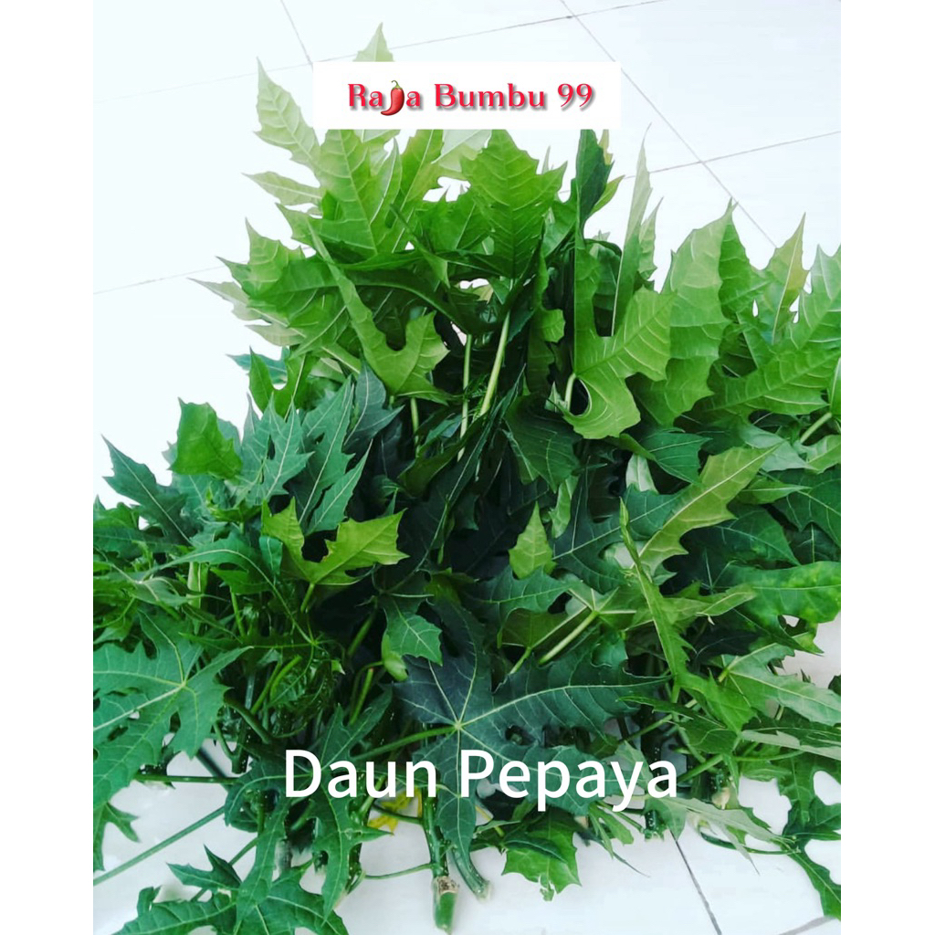 

Daun Pepaya Jepang 1 Ikat