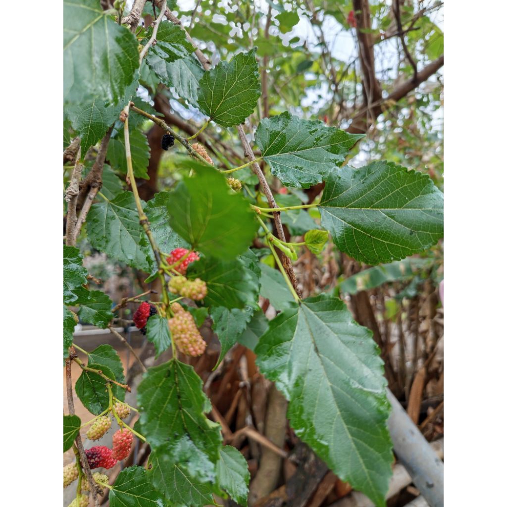 

Daun Murbei segar / Daun mulberry organik 200gr Daun murbei baru petik non pestisida