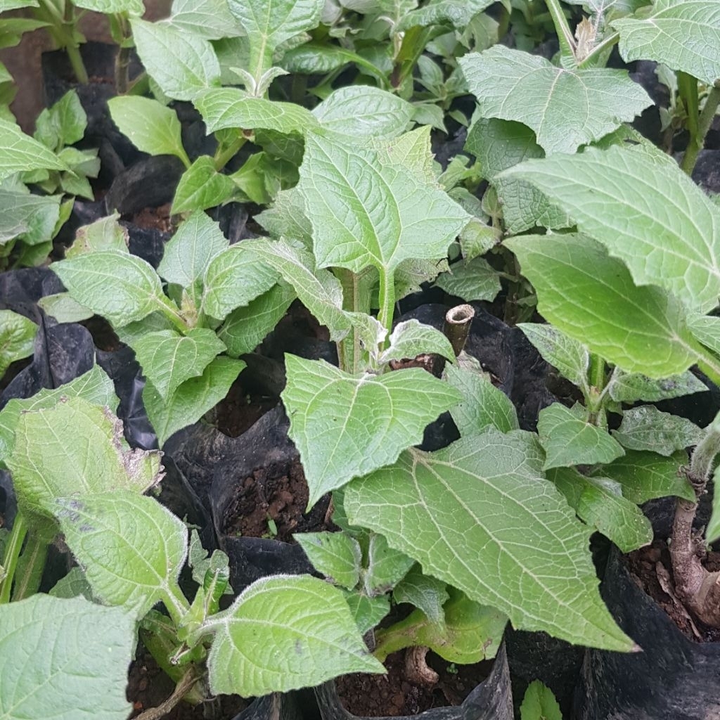 Bibit Ubi Yakon Wonosobo