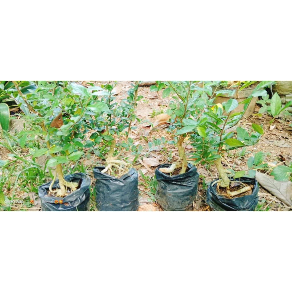 bonsai serut mame bahan ontherock/akar besar