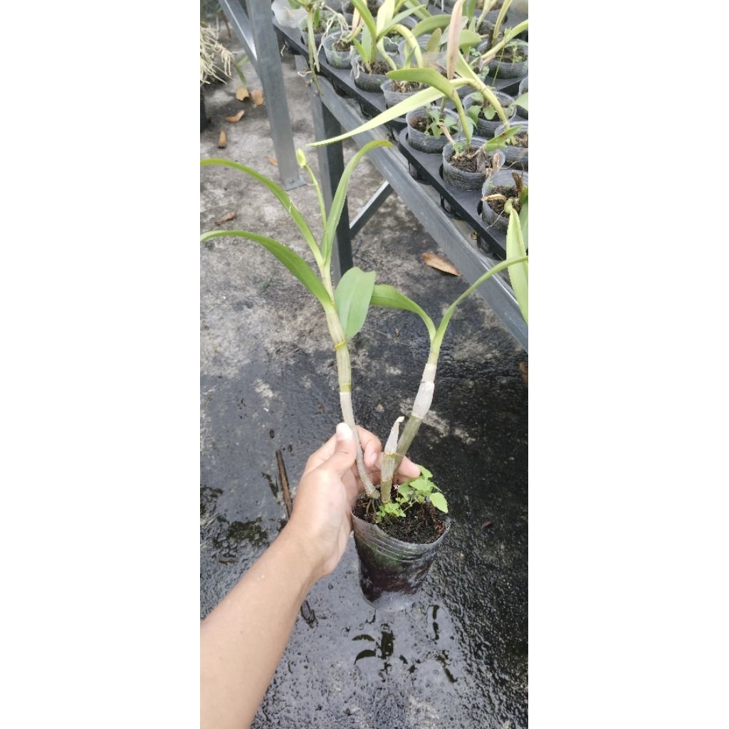 Dewasa Dendrobium bulat
