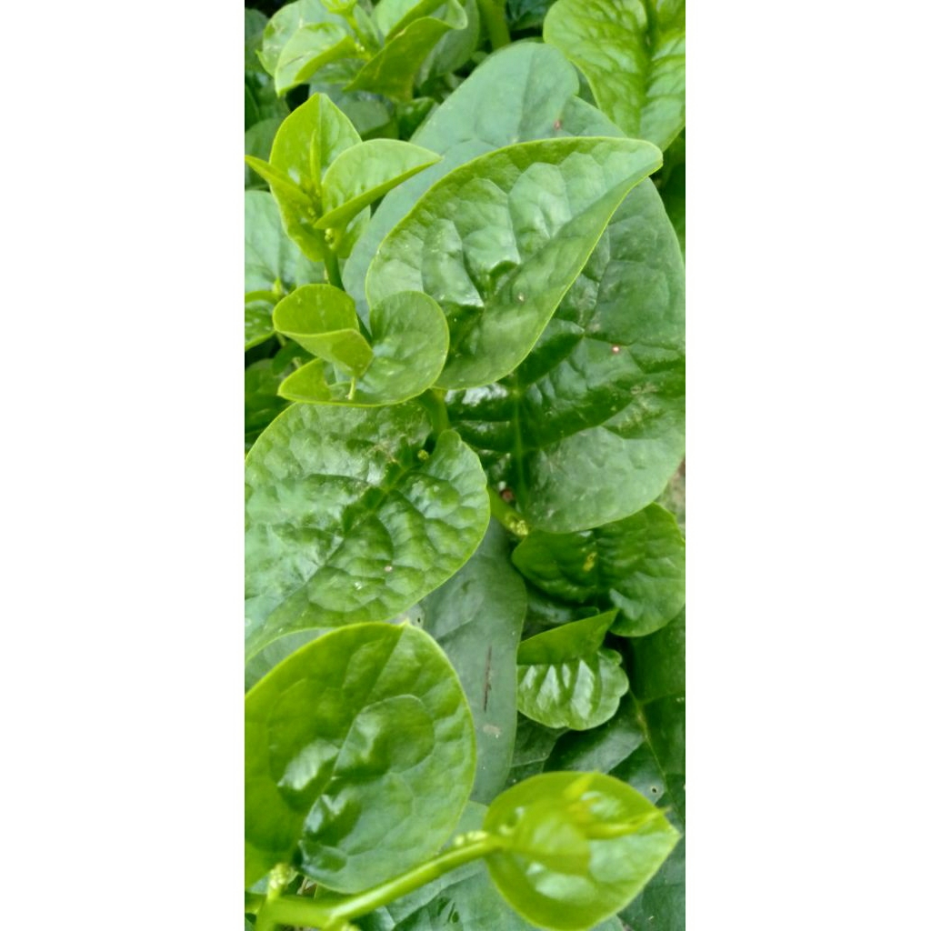 

Daun Binahong Gendola Hijau tebal per lembar