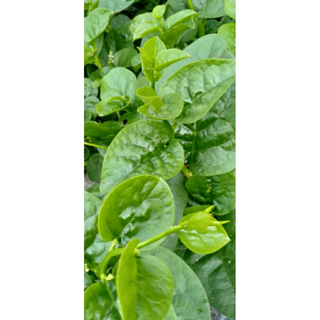 

Daun Gendola Binahong Merah petik segar @per helai