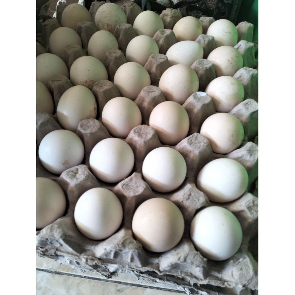 

paket 10 biji telur ayam kampung asli (khusus kirim instan)