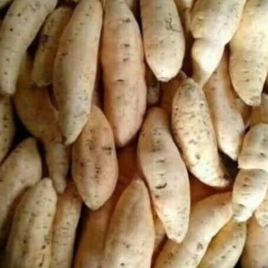 

ubi cilembu 1kg