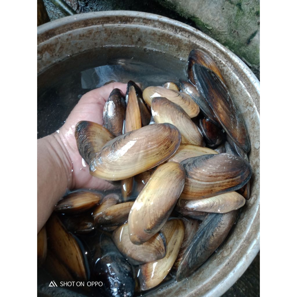 

KERANG KIJING HIDUP PER 1 BIJI