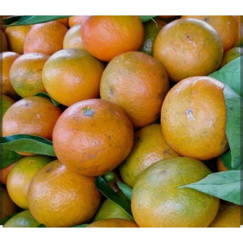 

Jeruk Medan Manis 500 gram