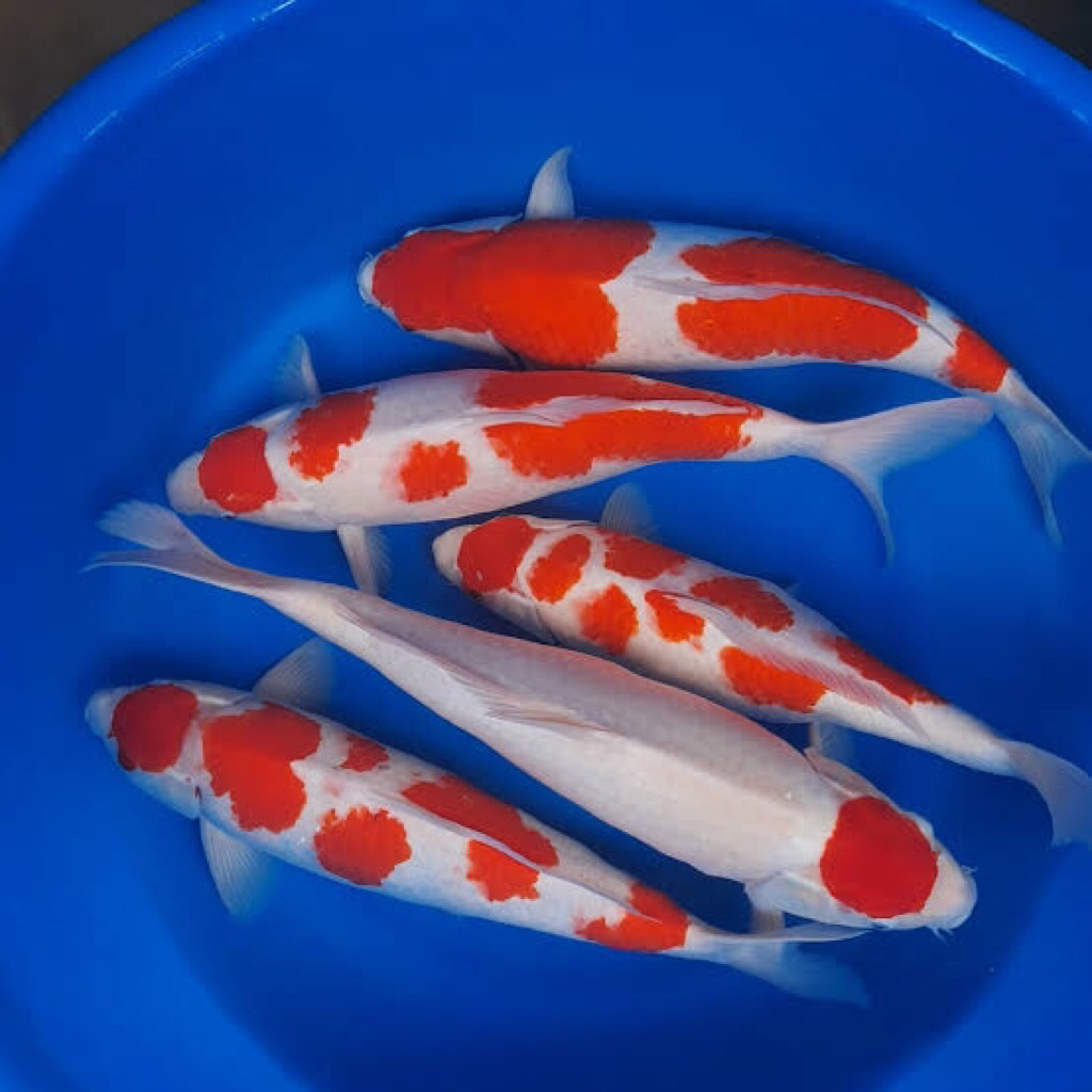 ikan koi kohaku size 30-32cm