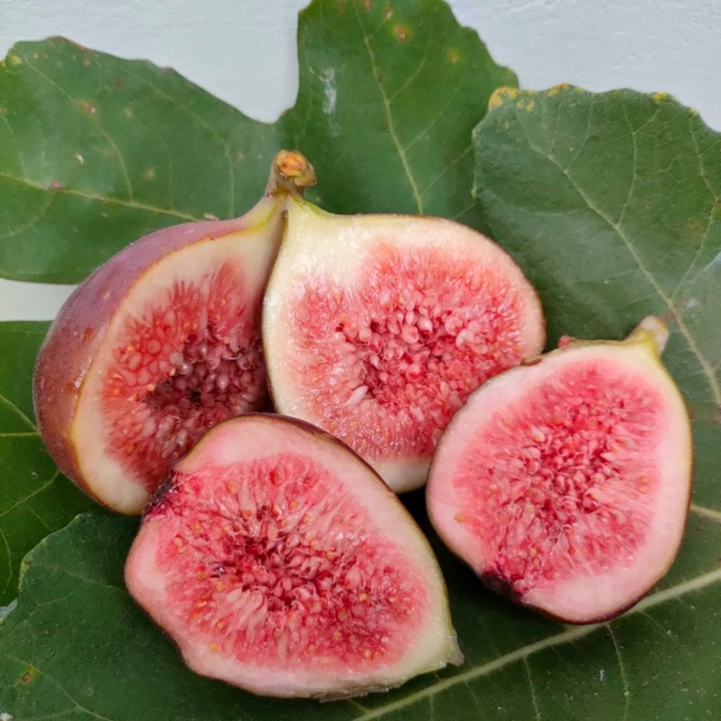 

Buah tin segar 150 gr