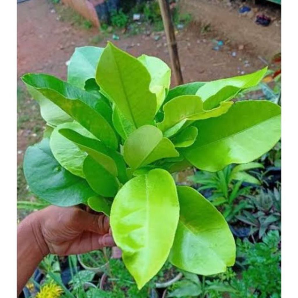 daun jeruk bali 250gram untuk jamu herbal | daun herbal segar