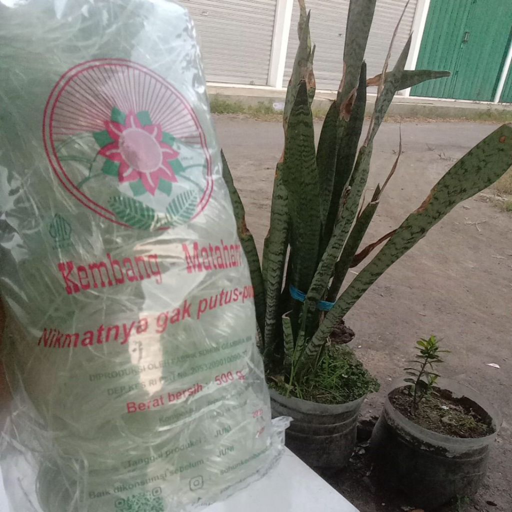 

soun kembang matahari