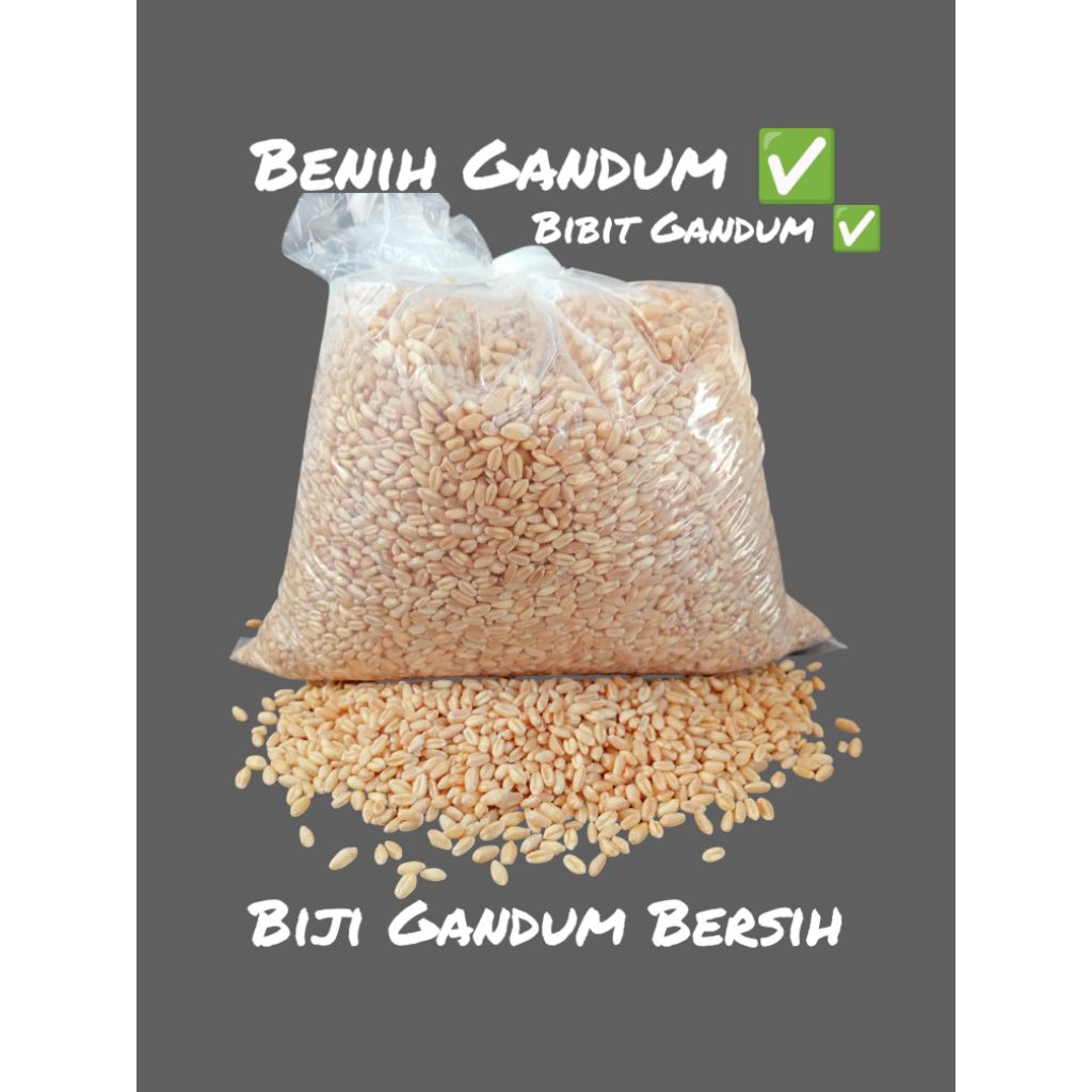 

1 KG BIJI GANDUM BERSIH
