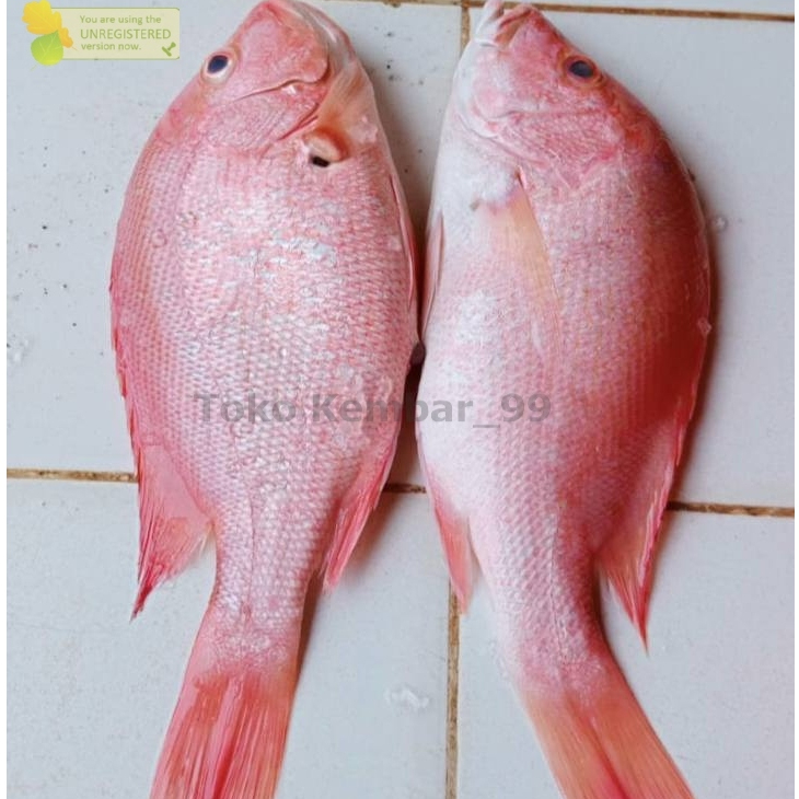Ikan Kakap Merah Segar Ikan Kakap Merah 1Kg
