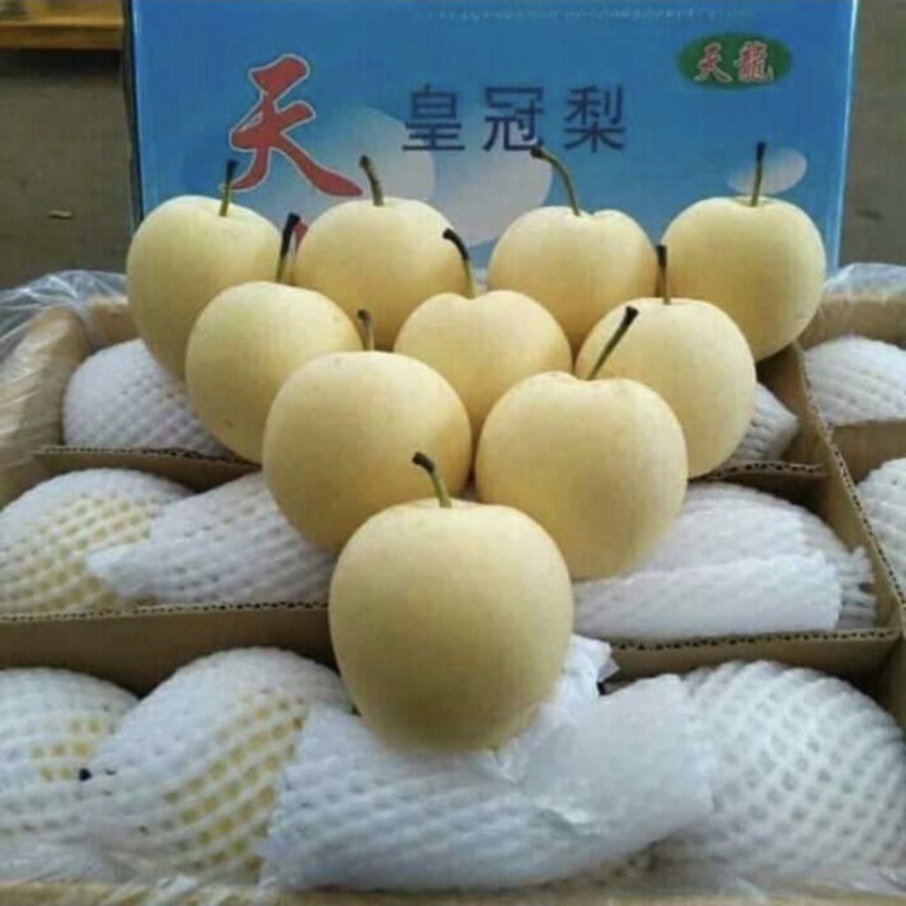 

pir century ± 900-1000g