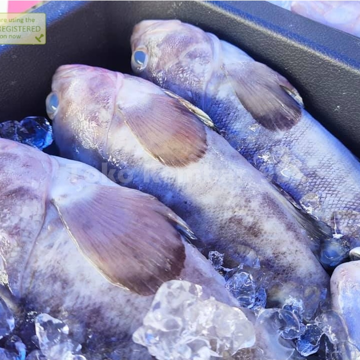 

Ikan Kerapu Segar Ikan Kerapu Kodok Grouper Fish