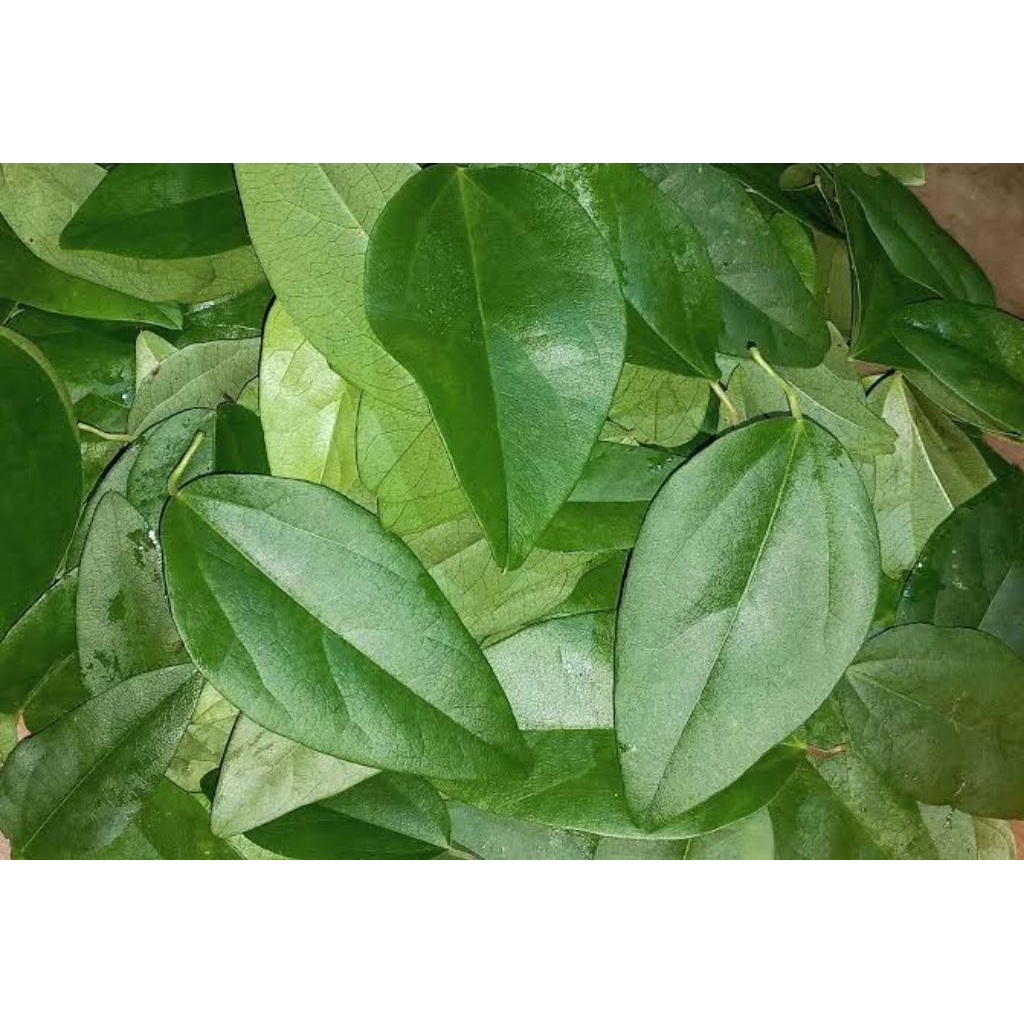 

daun cincau hijau fresh 50 lembar