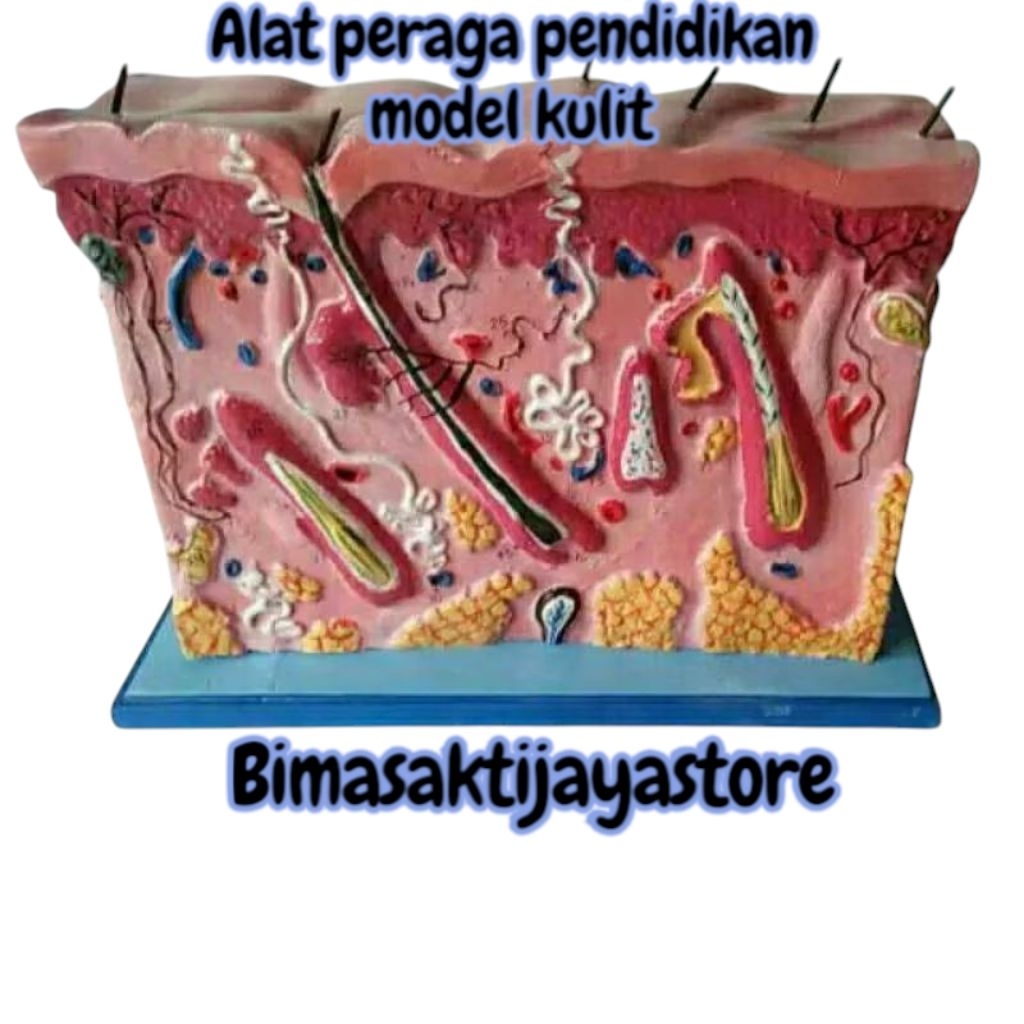 

ALAT PERAGA PENDIDIKAN MODEL KULIT TORSO MODEL KULIT