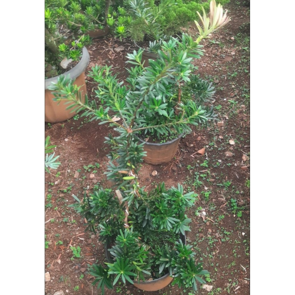 Lohansung pucuk pink ori / budhis pine