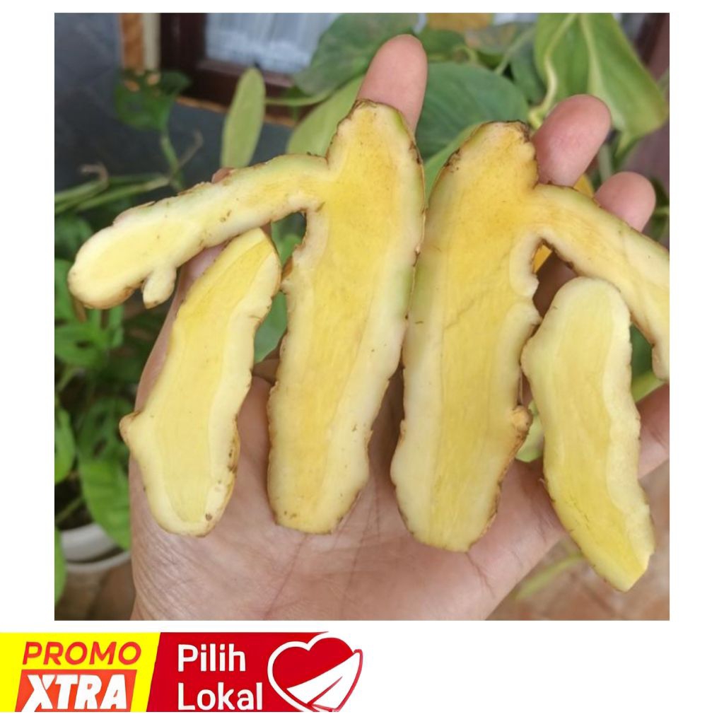 

TEMU PUTIH/TEMU MANGGA SUPER FRESH 1KG