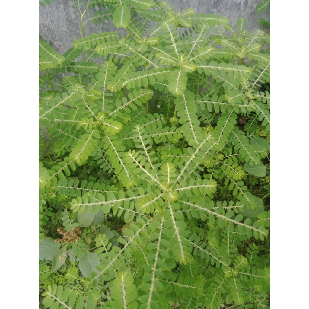 

daun meniran segar/100g/samsul.herbal1