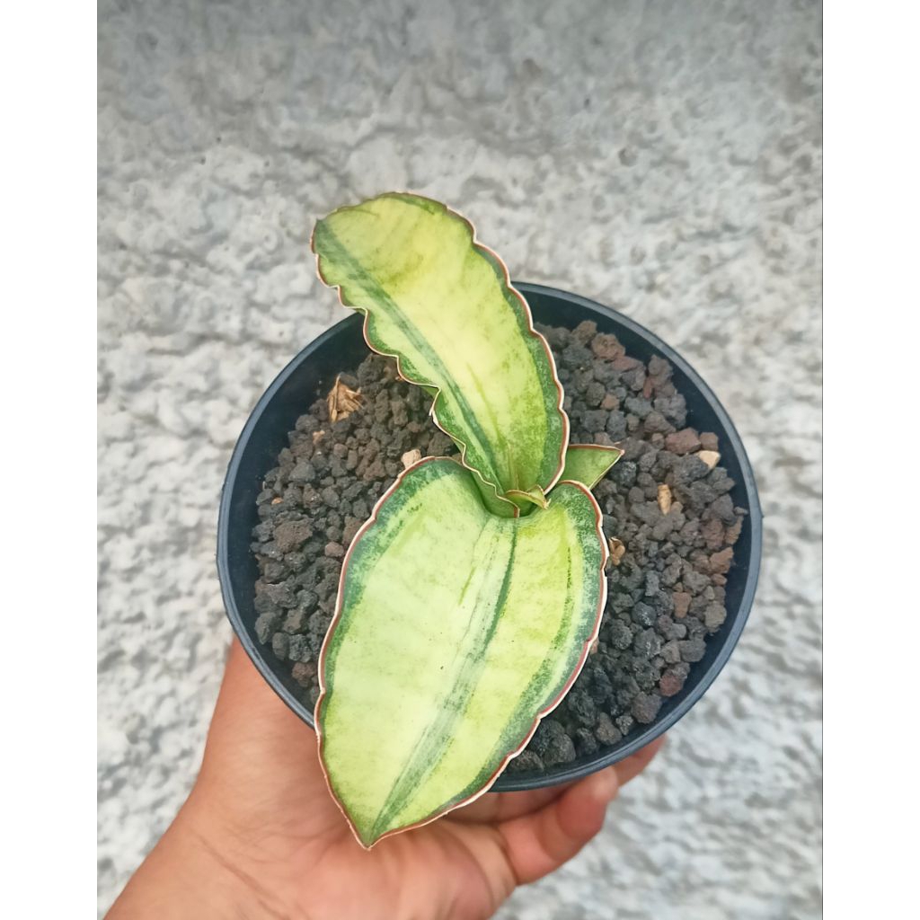 Sansevieria Dragon Compacta Var (rare)