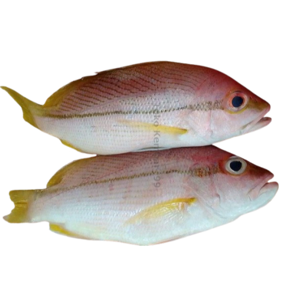 

Ikan Kuniran Segar Ikan Kuniran 1Kg