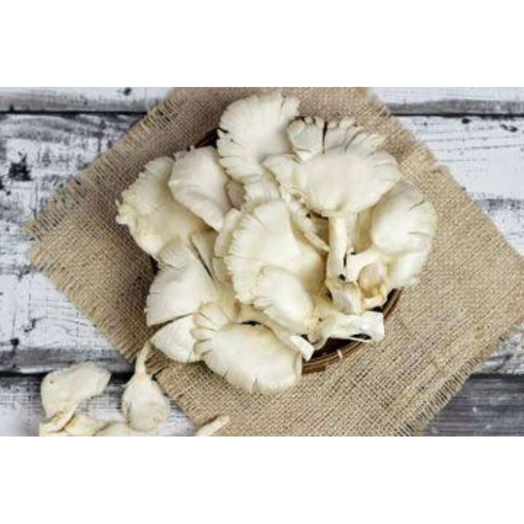 

Jamur Tiram Dua Bungkus Fresh