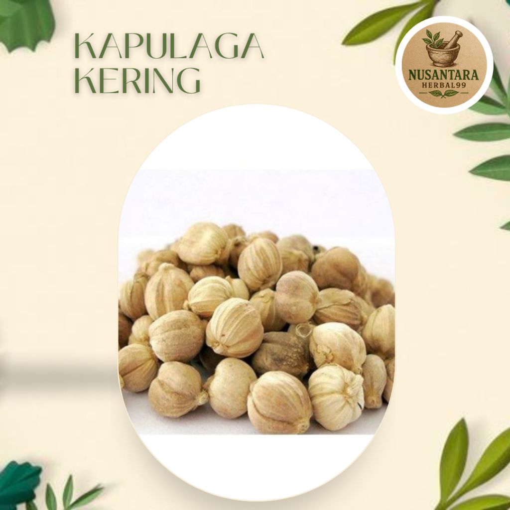 

Kapulaga kering Bersih 1kg Hight Quality Rempah Nusantara herbal99