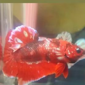 Hiasan Aquarium Cupang Barongsai Real Pick Top Gread