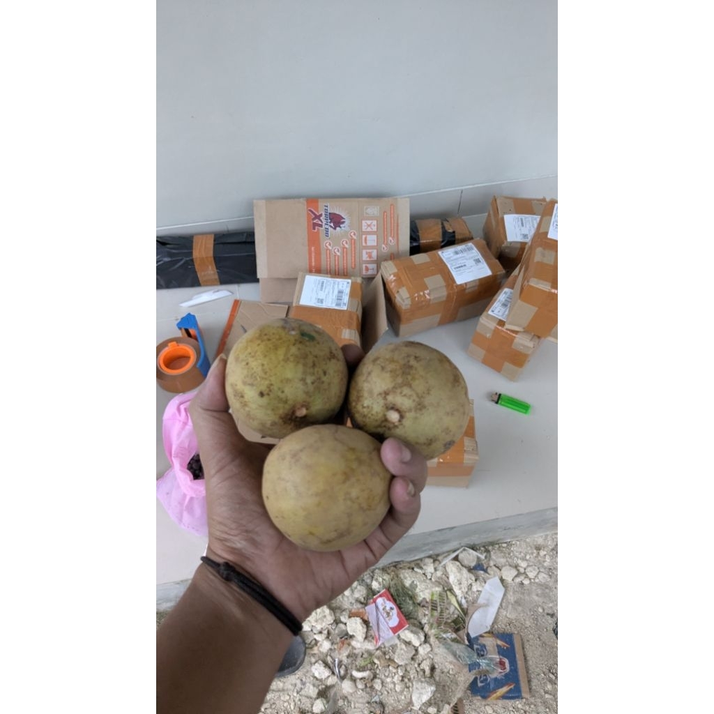 

kombo hemat 2kg buah sawo lambao maniss