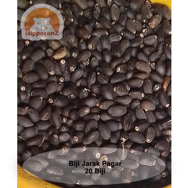 Biji Jarak Pagar Per 20 Pcs