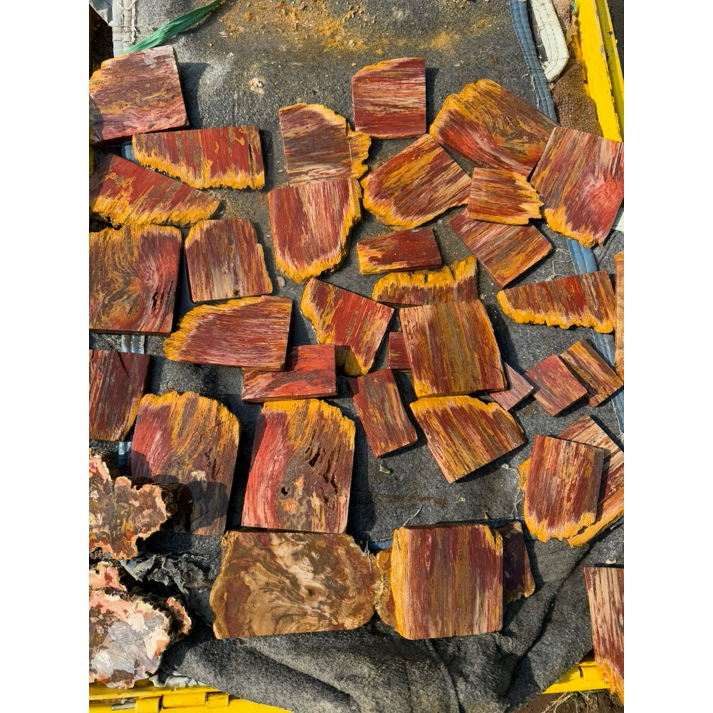 1pcs Natural Fosil Galih Kelor Merah Super Langka