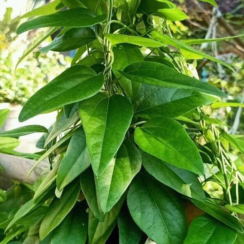 

Daun Cincau Hijau Jelly Segar Rambat Fresh Alami Sehat per 100 Lembar Aceh